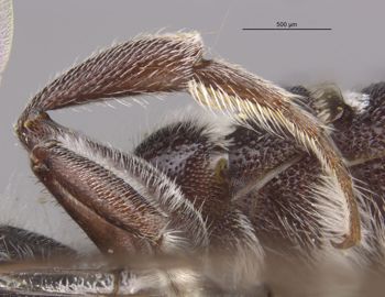 Media type: image;   Entomology 15720 Aspect: Leg hind